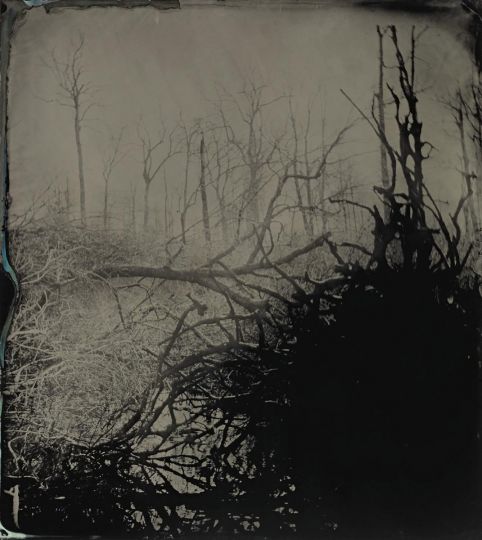 Blackwater 32 2008 - 2012 © Sally Mann - Courtesy of the artist and Gagosian