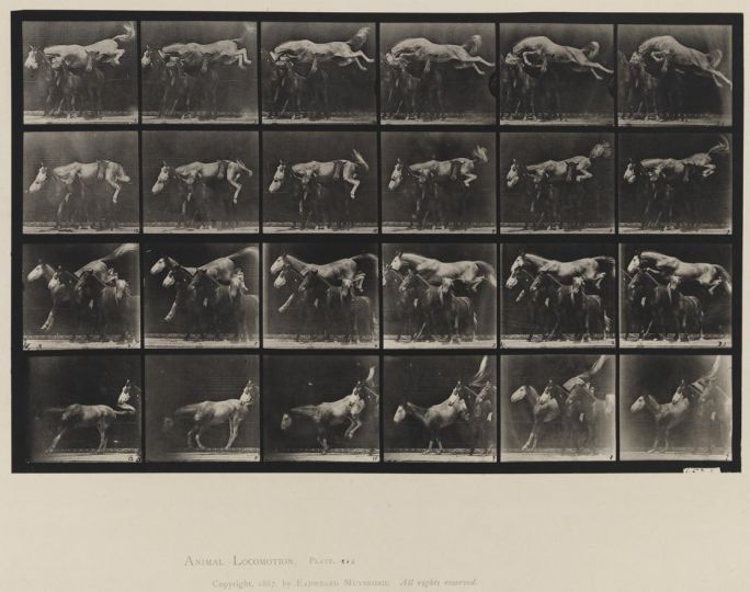 Jumping over three horses; A, B; chestnuit horse Hornet © Eadweard Muybridge c. 1887 – Courtesy Laurence Miller Gallery
