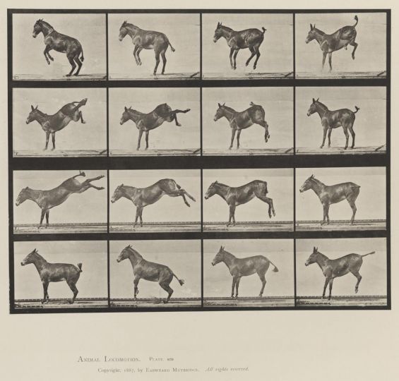 Mule; A, B, bucking and kicking Ruth © Eadweard Muybridge c. 1887 – Courtesy Laurence Miller Gallery