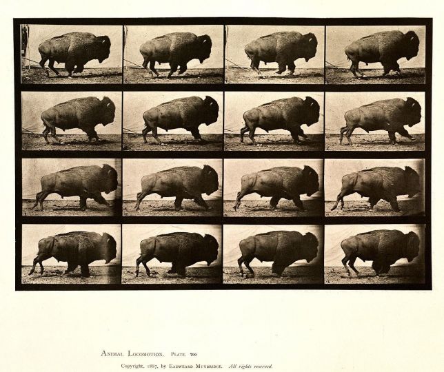 Buffalo; galloping © Eadweard Muybridge c. 1887 – Courtesy Laurence Miller Gallery