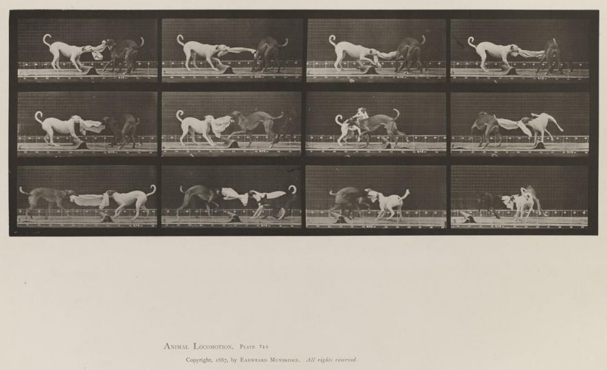 Dogs; three, tugging at a towel, Ike, Maggie, etc. © Eadweard Muybridge c. 1887 – Courtesy Laurence Miller Gallery