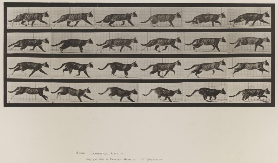Cat; trotting; change to galloping © Eadweard Muybridge c. 1887 – Courtesy Laurence Miller Gallery