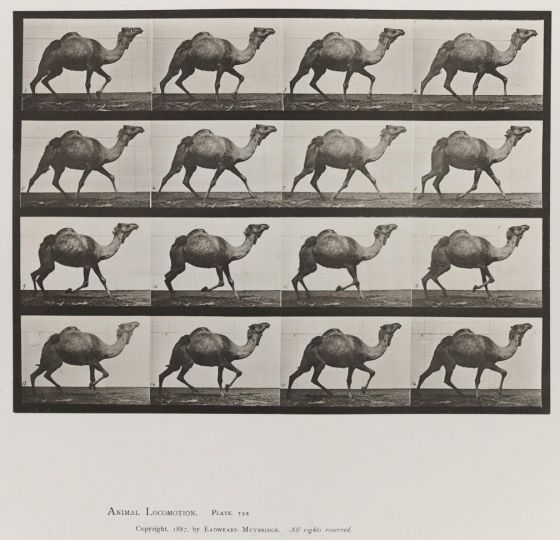 Egyptian camel; racking © Eadweard Muybridge c. 1887 – Courtesy Laurence Miller Gallery