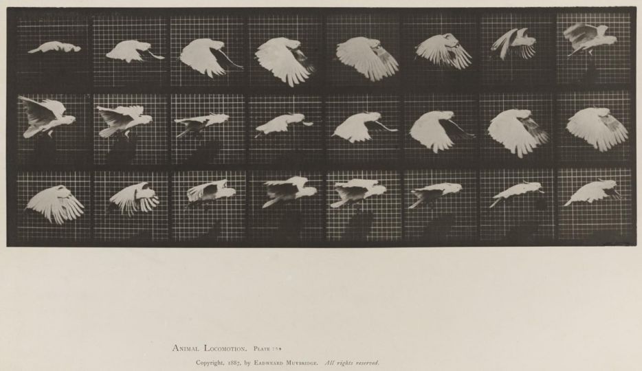 Cockatoo; flying © Eadweard Muybridge c. 1887 – Courtesy Laurence Miller Gallery