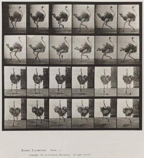 Ostrich; running © Eadweard Muybridge c. 1887 – Courtesy Laurence Miller Gallery