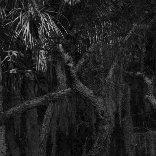 Pinckney Island SC © Mark Barnette