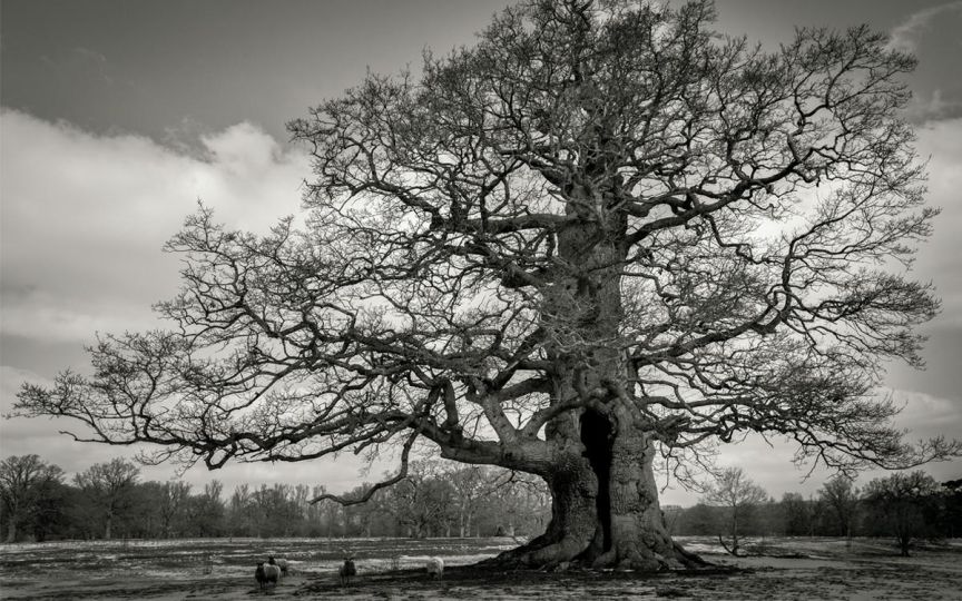 A.galerie : Beth Moon : Platinum - The Eye of Photography Magazine