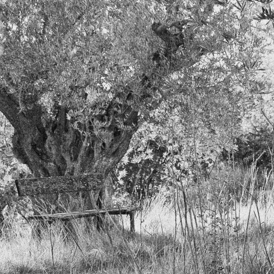 Banc Malijai [aux pieds des arbres] © 2015 Christine Collomb