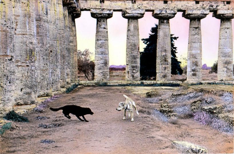 Paestum Dogs © Elizabeth Lennard - Courtesy of the artist and Galerie Coutaz