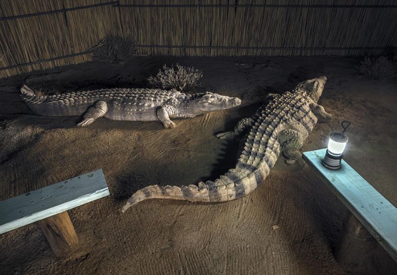 Two life-size plastic crocodiles lie near a campsite at the 'Canyon Farn Yard' near the Klein Karasberge in Namibia. © Obie Oberholzer