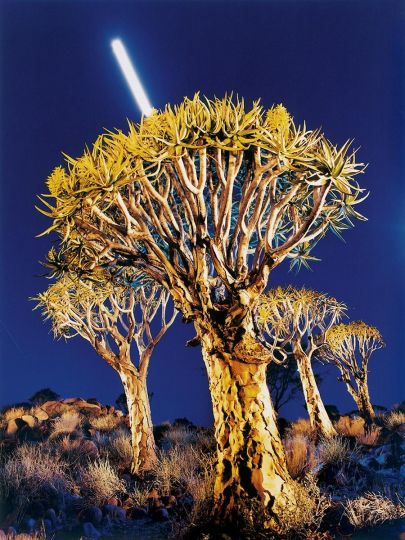 Moonrise behind Quiver Trees near Keetmanshoop. Namibia. © Obie Oberholzer