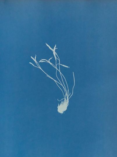 Anna Atkins - The Colour Journal - The Blue Issue 