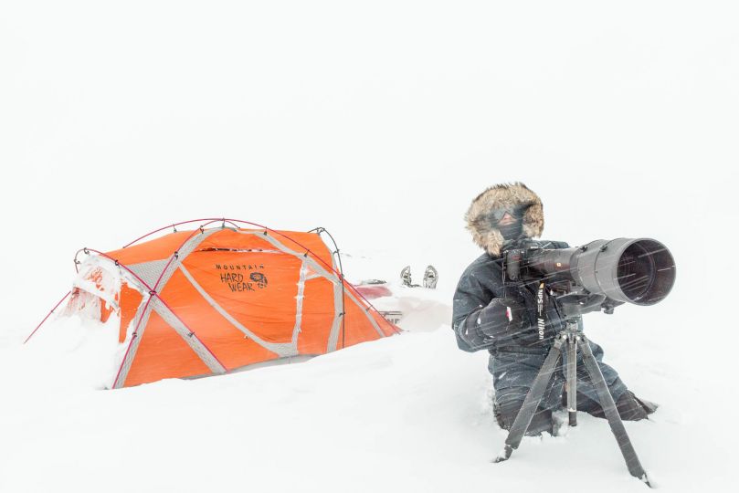 David à la recherche des boeufs musqués, Norvège © David Rouge