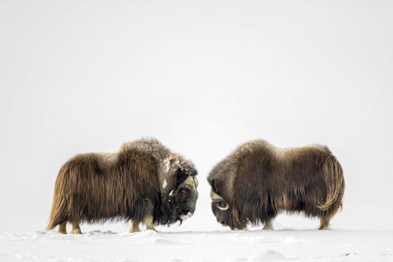 Affrontement des boeufs musqués, Norvège © David Rouge