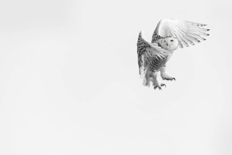 Harfang des neige au “décollage“, Canada © David Rouge