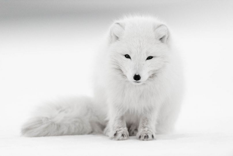 Renard polaire bien curieux, Svalbard, Norvège © David Rouge