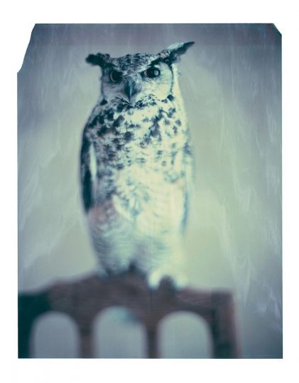 From Paolo Roversi, Des oiseaux (On Birds) (Atelier EXB, 2023)
© Paolo Roversi