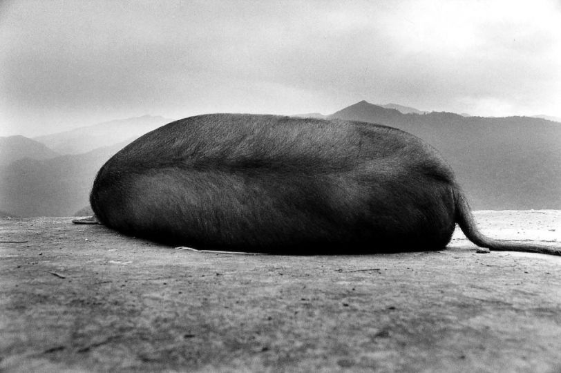 Animal , Sacrifice of Ritual , Hsinchu , Taiwan 1986 © Chang Chao-Tang