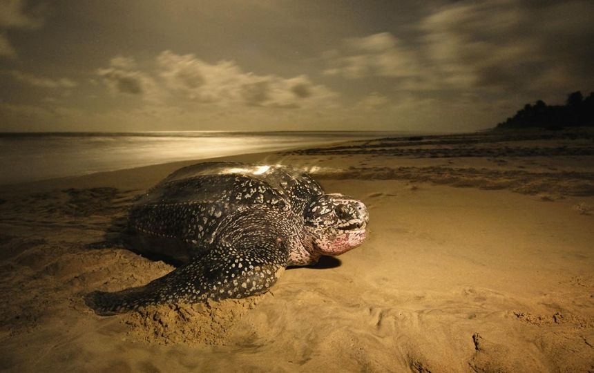 © Brian Skerry
