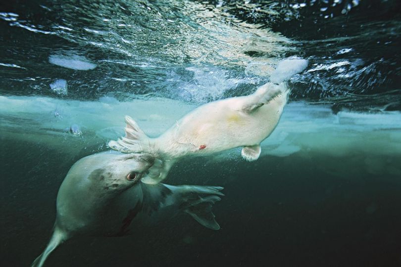 © Brian Skerry
