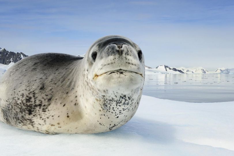 © Brian Skerry
