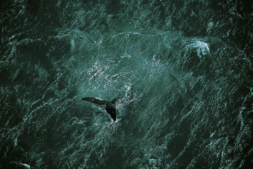 Whale off the coast of the Valdes Peninsula, Argentina (42°23' S – 64°29' W). © Yann Arthus-Bertrand