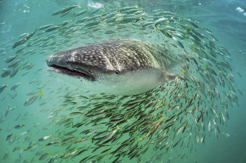 © Brian Skerry