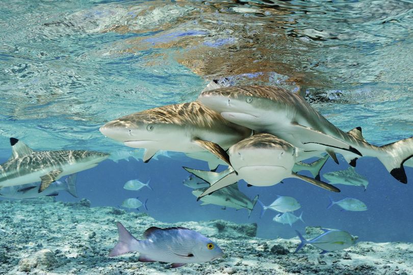 © Brian Skerry