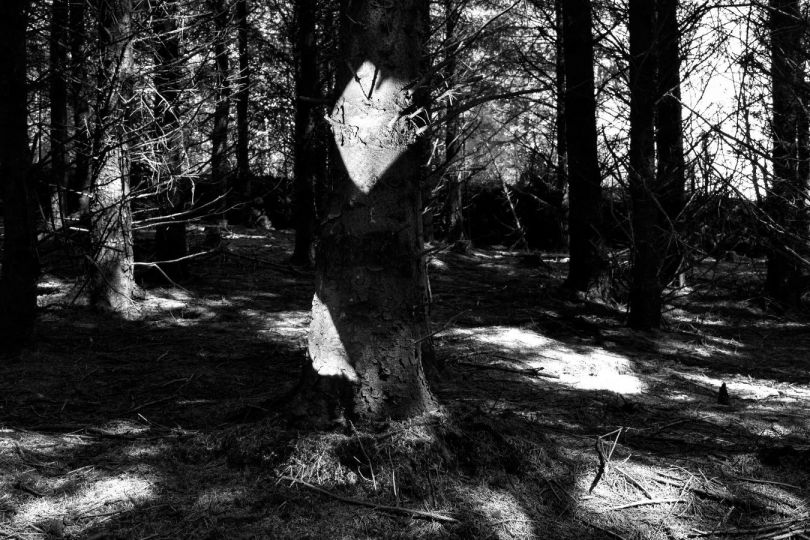 © Daniel Orlando