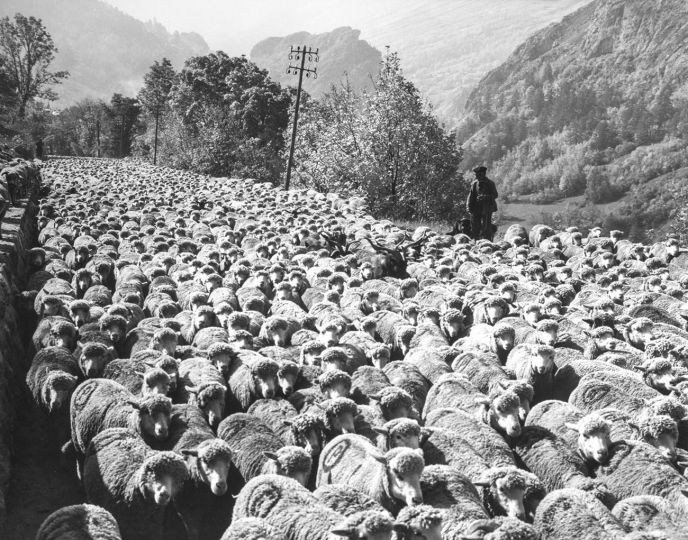 PHOTOGRAPHIES TRANSHUMANCES VALLOIRE GALIBIER © BERNARD GRANGE