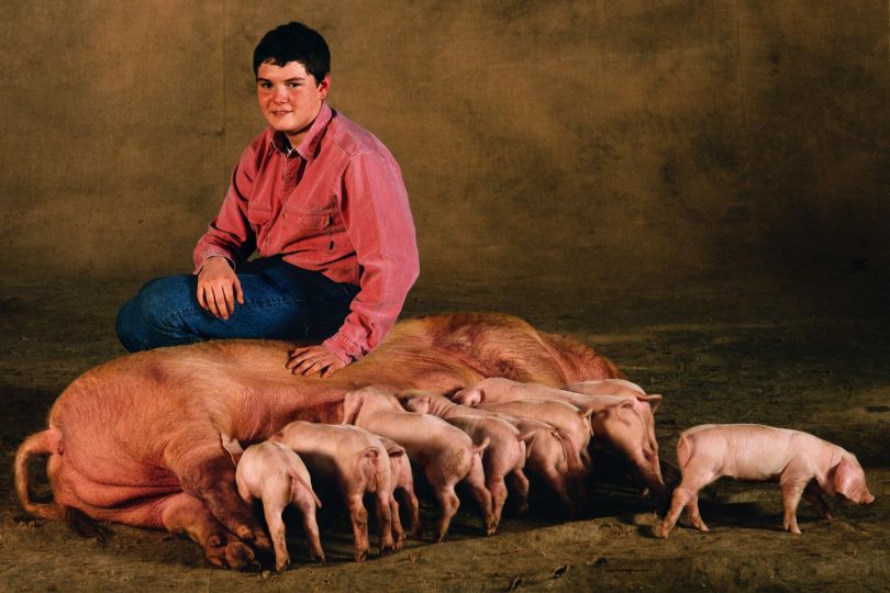 Blanc de l'Ouest sow, Racine (three years old), and her piglets. In the French Salon International de l'Agriculture (SIA 2003), Paris, France © Yann Arthus-Bertrand