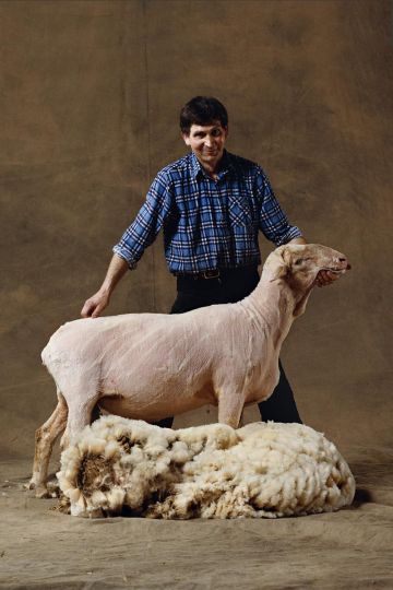 Est a Laine Merinos sheep (Shearing). In the French Salon International de l'Agriculture (SIA 1990), Paris, France © Yann Arthus-Bertrand