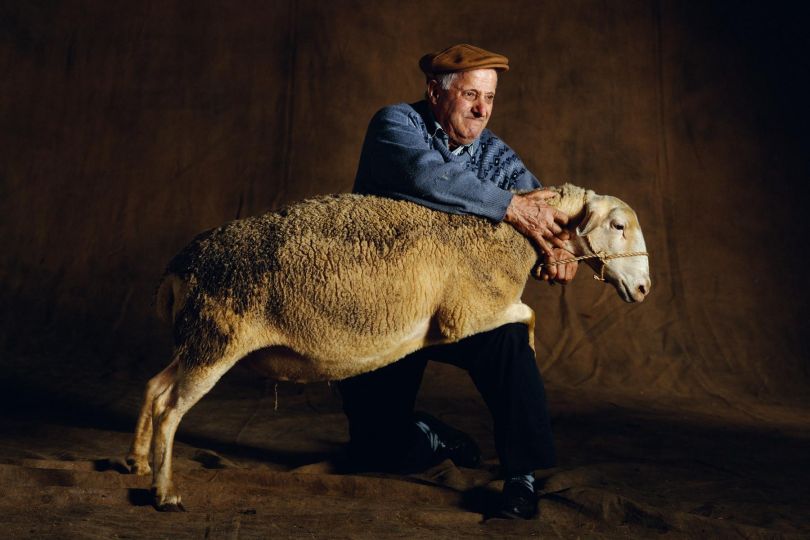 Lacaune sheep. In the French Salon International de l'Agriculture (SIA 1995), Paris, France © Yann Arthus-Bertrand
