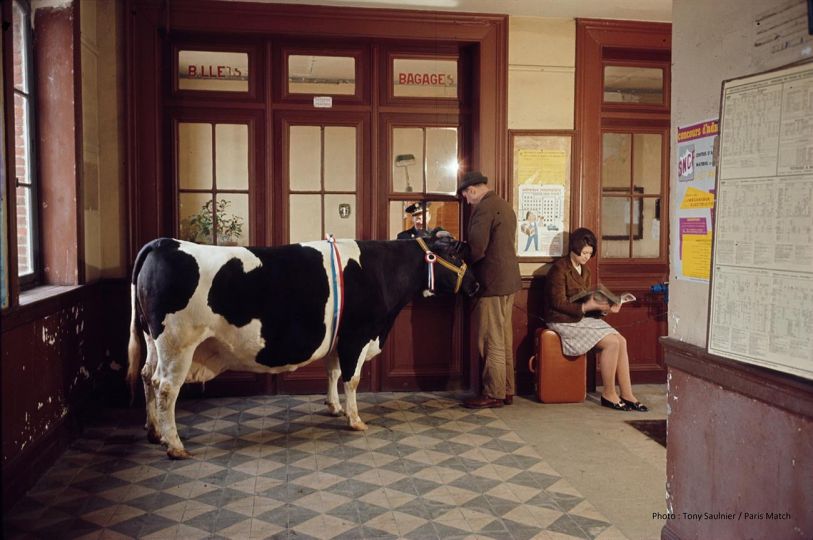 Etreux, Aisne, le 27 février 1967 --- A l'approche du 4ème salon de l'agriculture qui ouvrira le 3 mars porte de Versailles, à Paris, Mr. LESSIEUX, éleveur accompagné de sa vache 
