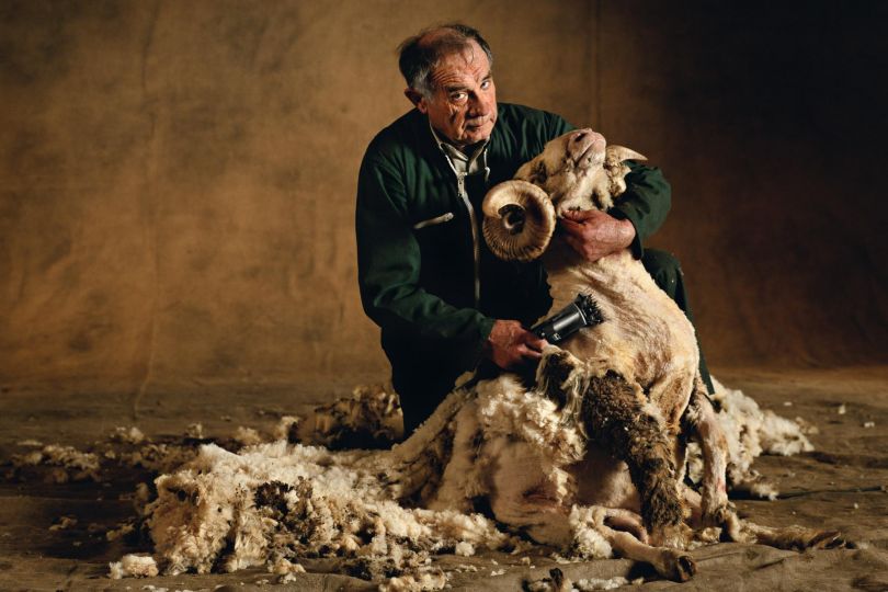 Rambouillet Merinos ram (Shearing). In the French Salon International de l'Agriculture (SIA 1998), Paris, France © Yann Arthus-Bertrand