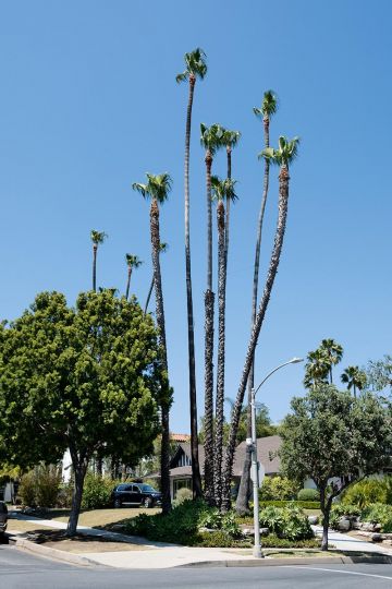 N.E. corner of Arden Dr. & Elevado Ave. - From Real Road Test, Philippe Séclier (Atelier EXB, 2024) © Philippe Séclier