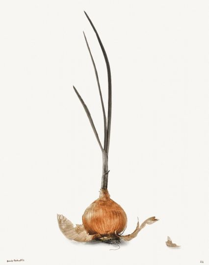 Oignon germé [Les Oignons] © 2003 Denis Brihat, courtesy of Denis Brihat