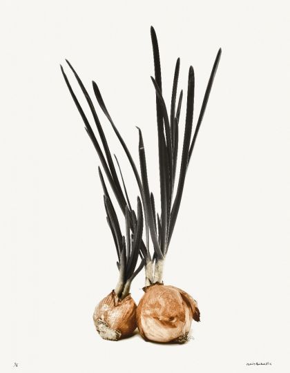 Deux oignons [Les Oignons] © 2004 Denis Brihat, courtesy of Denis Brihat