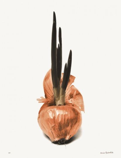 Oignon germé [Les Oignons] © 1985 Denis Brihat, courtesy of Denis Brihat