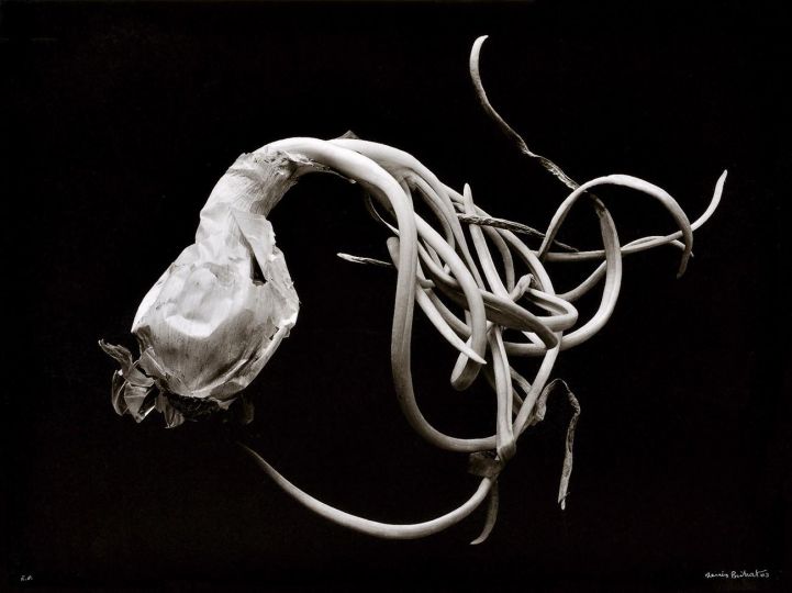 Oignon germé [Les Oignons] © 2003 Denis Brihat, courtesy of Denis Brihat
