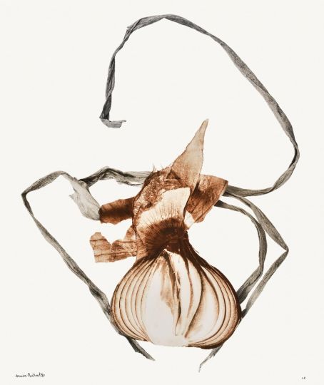 Oignon rouge [Les Oignons] © 1987 Denis Brihat, courtesy of Denis Brihat