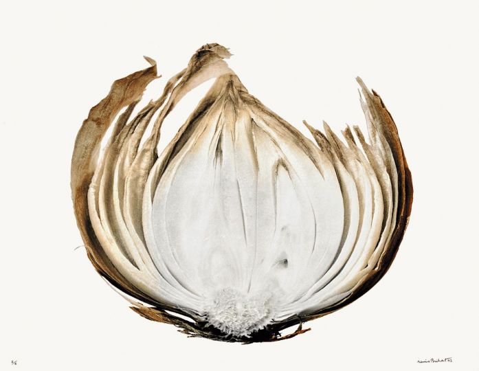 Coupe d’oignon [Les Oignons] © 2003 Denis Brihat, courtesy of Denis Brihat