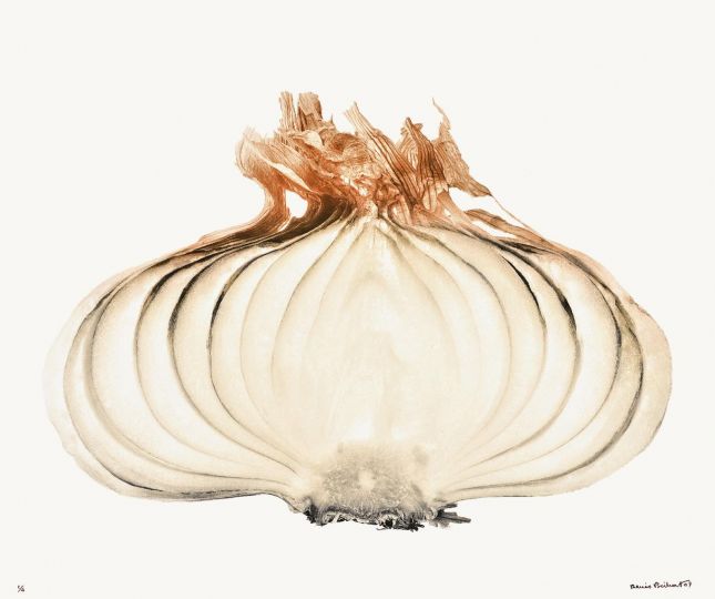 Coupe d’oignon [Les Oignons] © 2007 Denis Brihat, courtesy of Denis Brihat