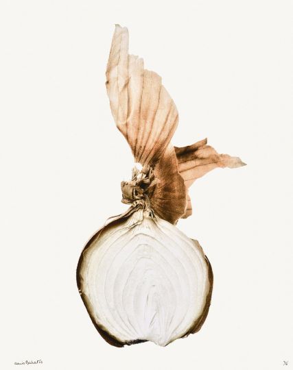 Oignon et pelure [Les Oignons] © 2003 Denis Brihat, courtesy of Denis Brihat