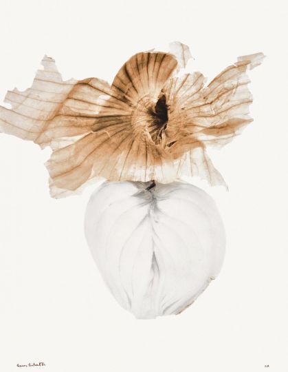 Oignon [Les Oignons] © 1982 Denis Brihat, courtesy of Denis Brihat