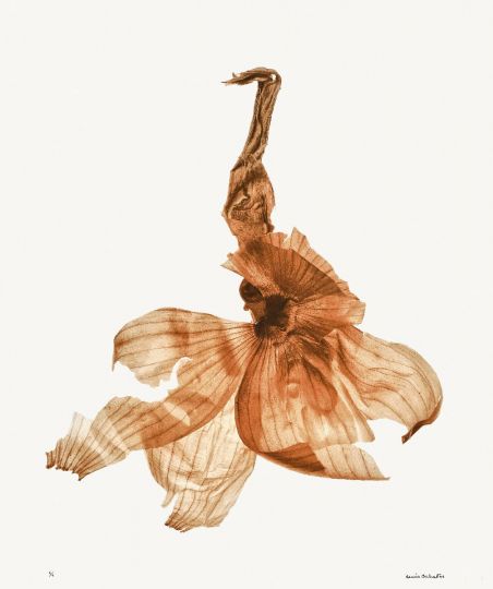 Grande pelure d’oignon [Les Oignons] © 2006 Denis Brihat, courtesy of Denis Brihat
