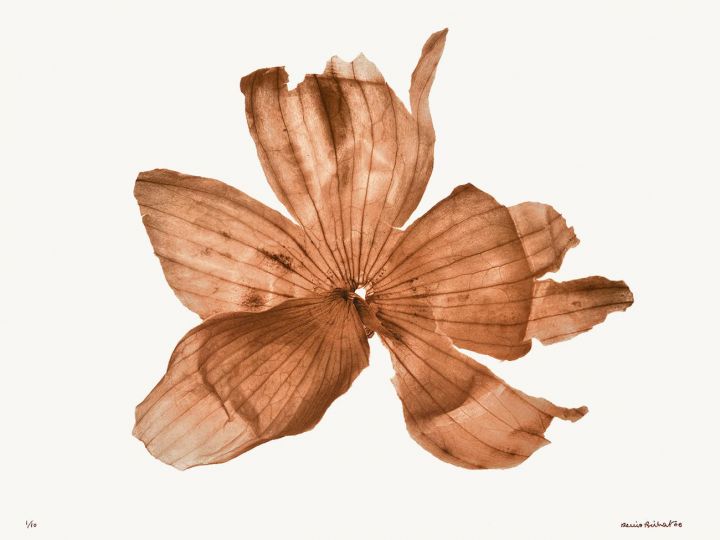 Pelure d’oignon [Les Oignons] © 2006 Denis Brihat, courtesy of Denis Brihat