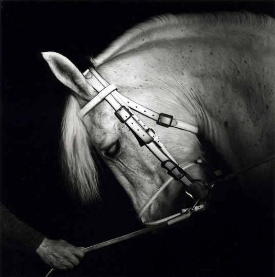 Cheval de Gruss © Richard Dumas