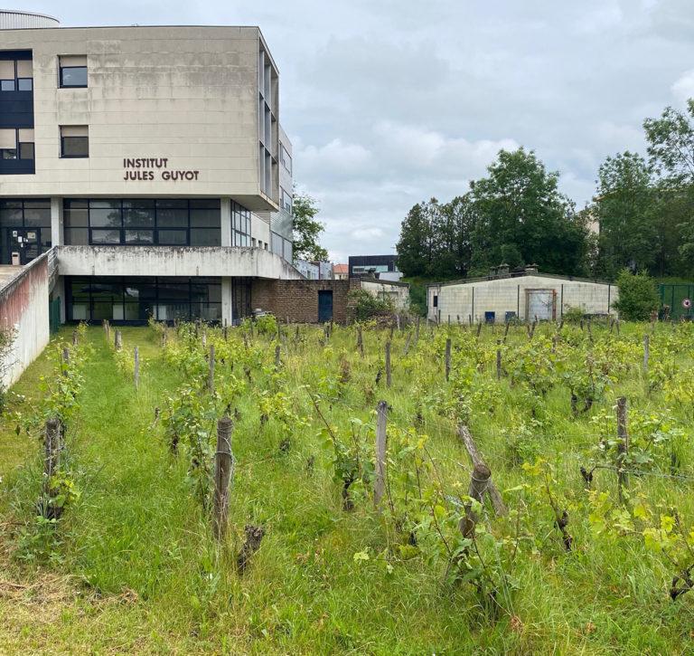 The Silver Eye : Jacques Revon : at the University Institute of Vine and Wine & The alternative ecological developer made with Petit-Verdot, Banyuls and Gamay wines