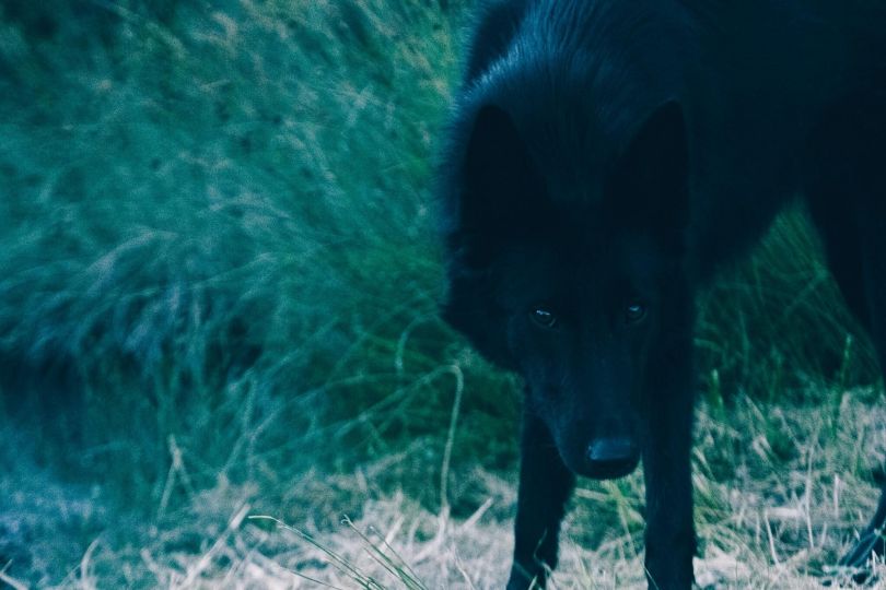 Wildlife Photographer of the Year 2024 : les superbes premiers clichés ont été révélés